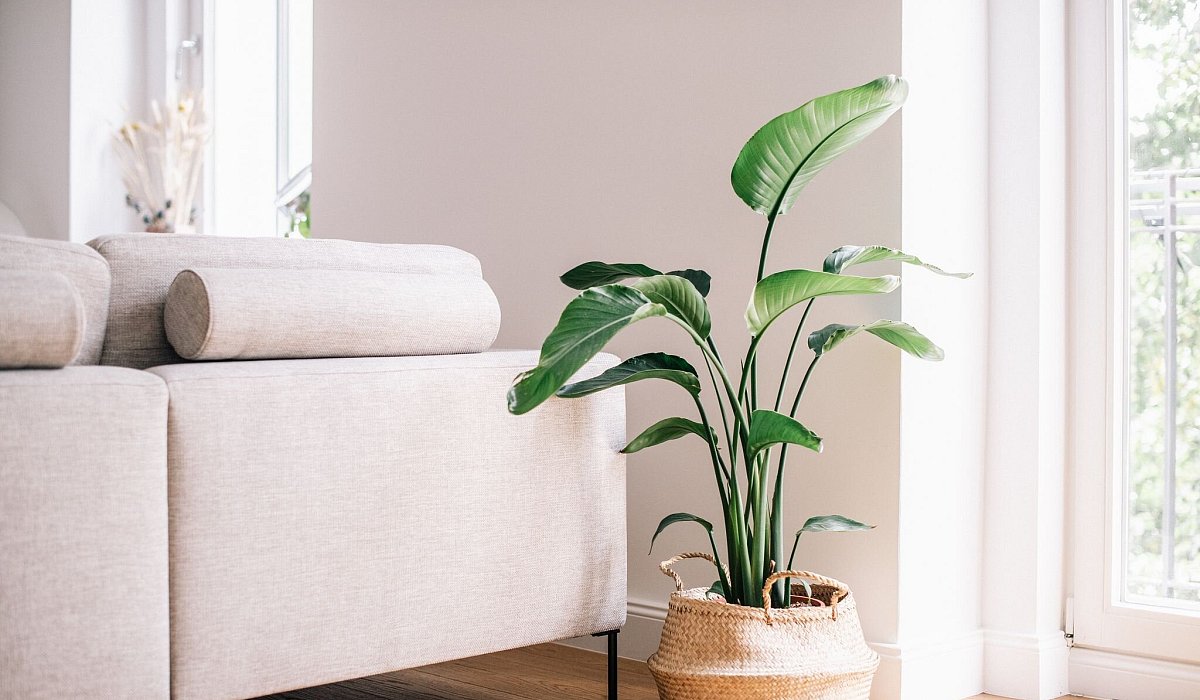 Strelitzie in geflochtenen Seegras-&Uuml;bertopf - Zacharie Scheurer/dpa-tmn