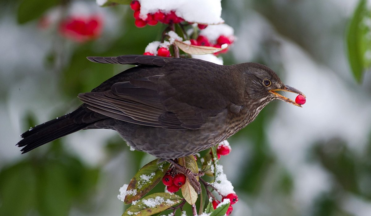 Amsel sitzt mit Beere im Schnabel auf einem verschneiten Ast - Ronald Wittek/dpa/dpa-tmn
