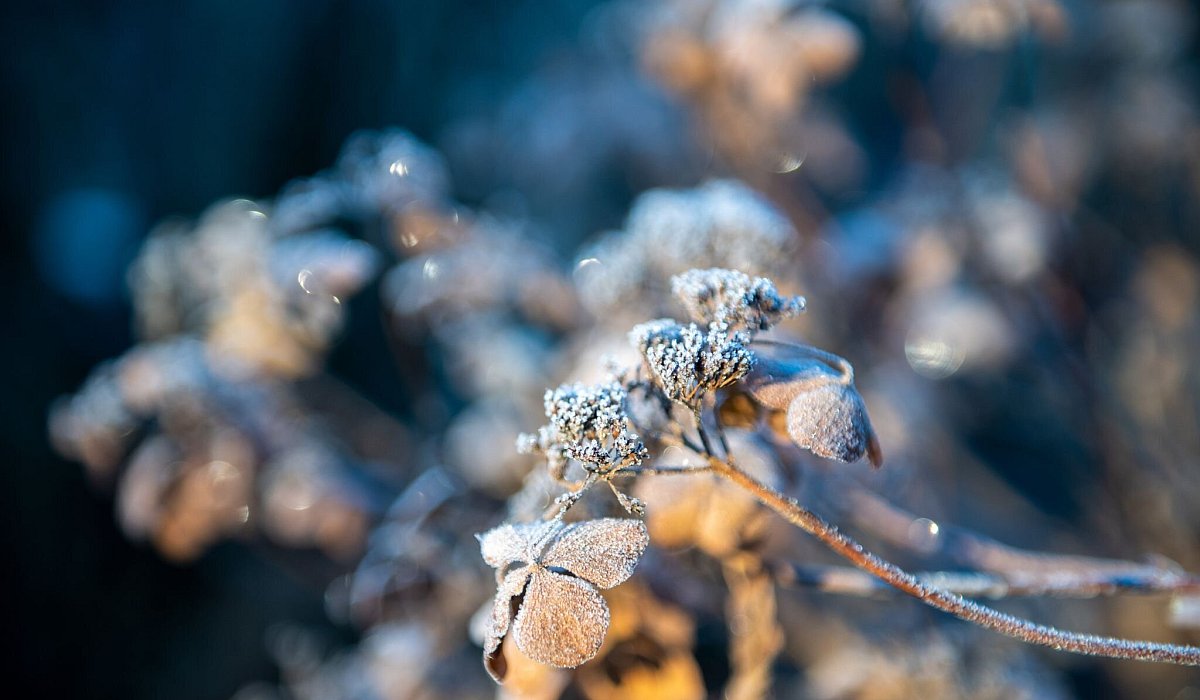 Raureif &uuml;berzieht Pflanzen in einem Garten - Zacharie Scheurer/dpa-tmn