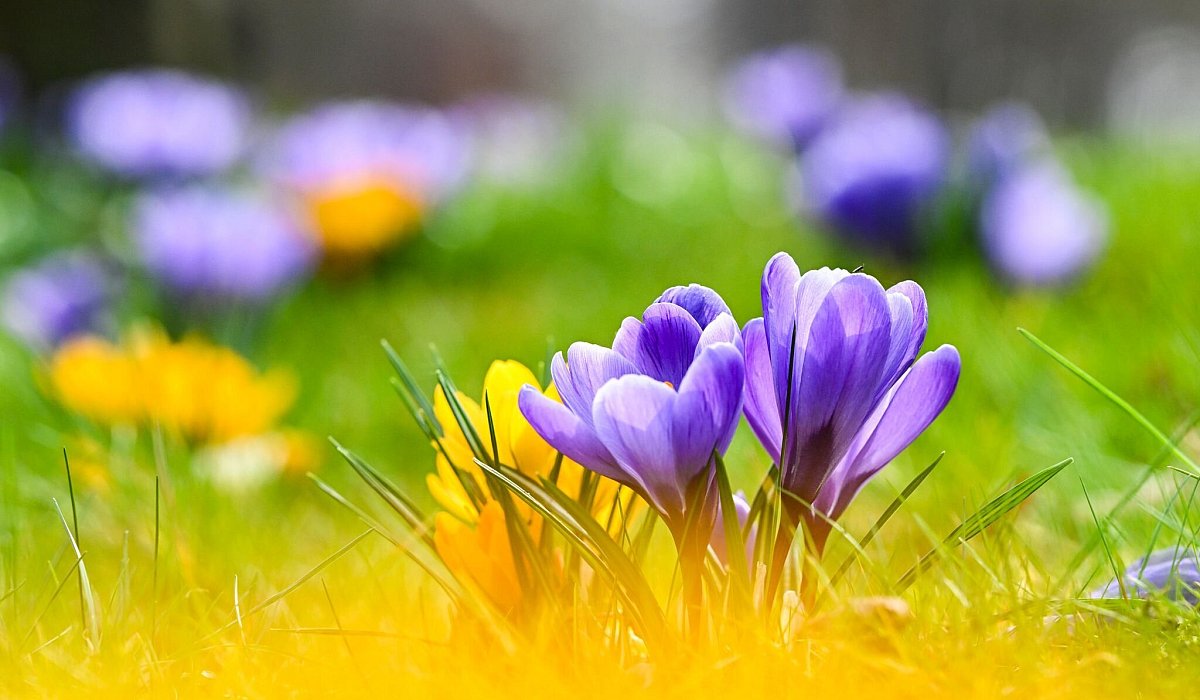 Krokusse blühen auf einer Wiese - Jens Kalaene/dpa/dpa-tmn