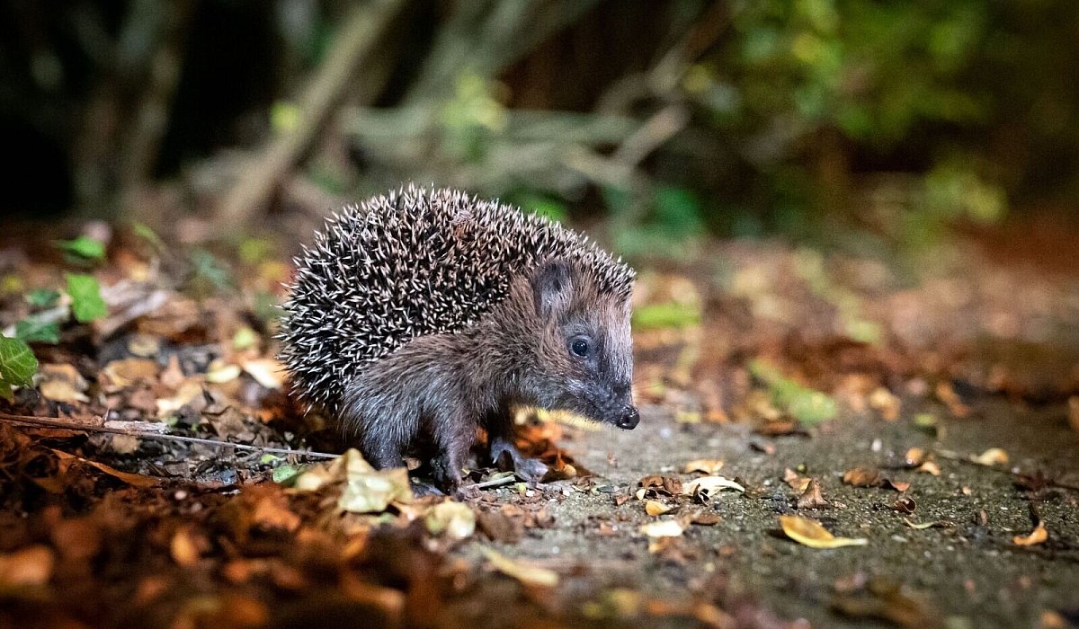 Ein Igel sitzt zwischen Laub auf einem Gehweg vor einem Gebüsch - Jonas Walzberg/dpa/dpa-tmn