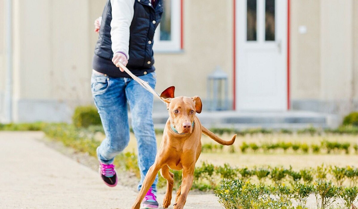 Ein Hund zieht an der Leine seiner Halterin - Monique Wüstenhagen/dpa-tmn