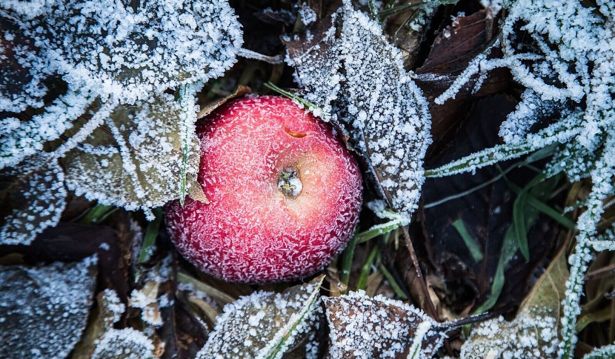 Apfel liegt bei Frost zwischen Laubblättern - Christin Klose/dpa-tmn