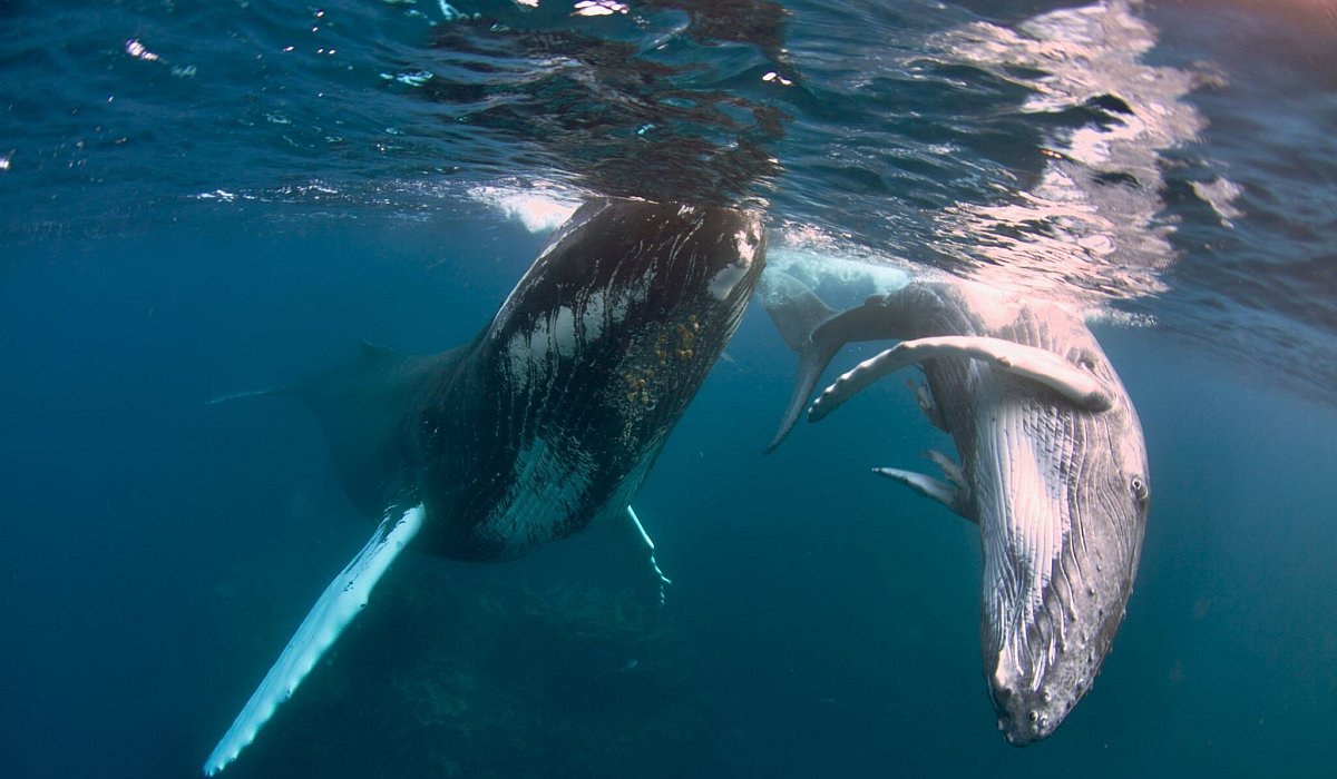 Schnorcheln mit Buckelwalen - Gene Flipse/Conscious Breath Adventures/dpa-tmn