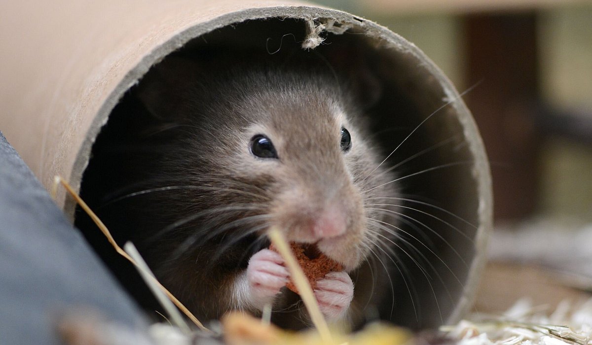 Hamster sitzt in seinem Käfig - Caroline Seidel-Dißmannel/dpa-tmn