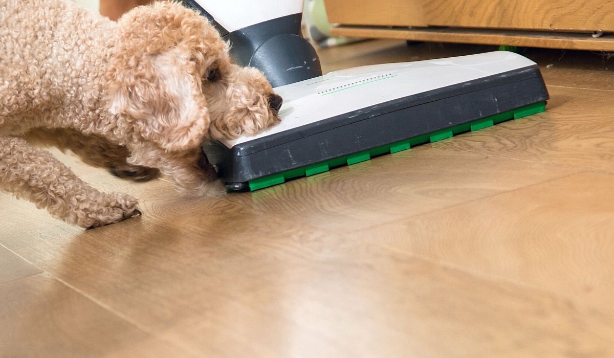 Hund beisst in einen Staubsauger - Christin Klose/dpa-tmn