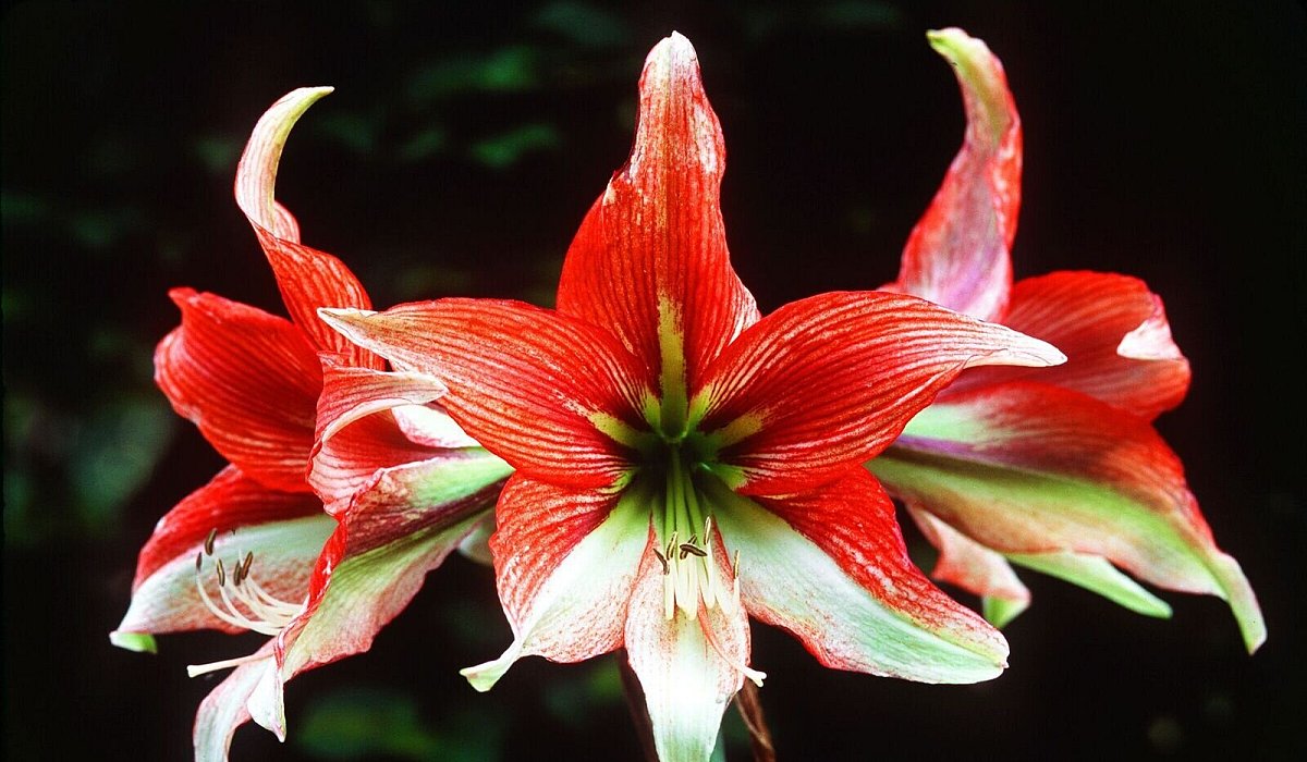 Amaryllis - Marion Nickig/dpa-tmn