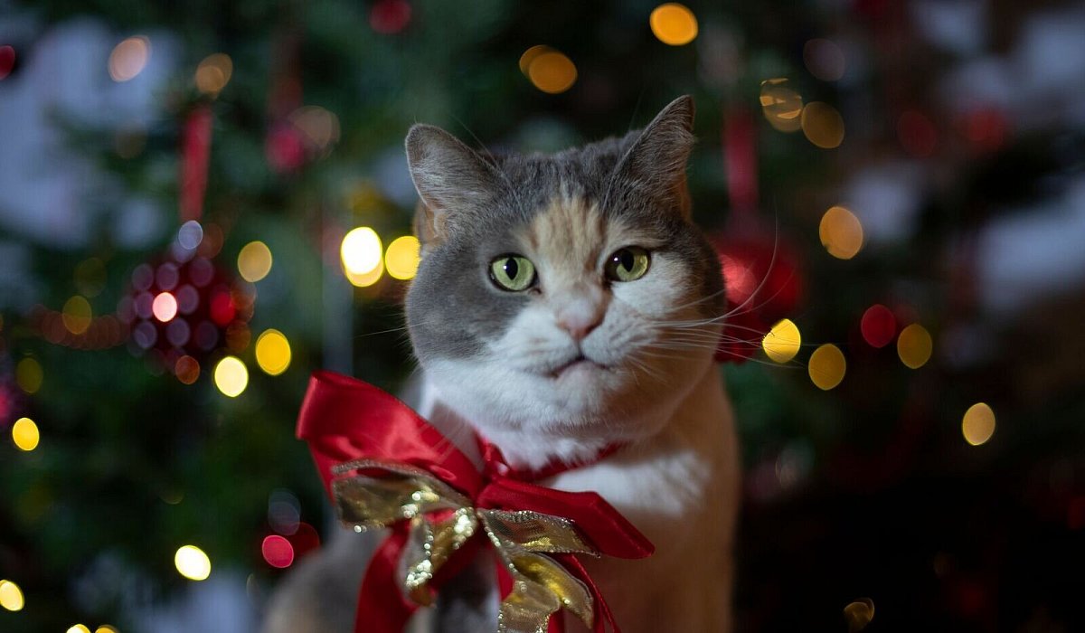 Eine Katze mit einer Geschenkschleife vor einem Weihnachtsbaum - Ina Fassbender/dpa-tmn