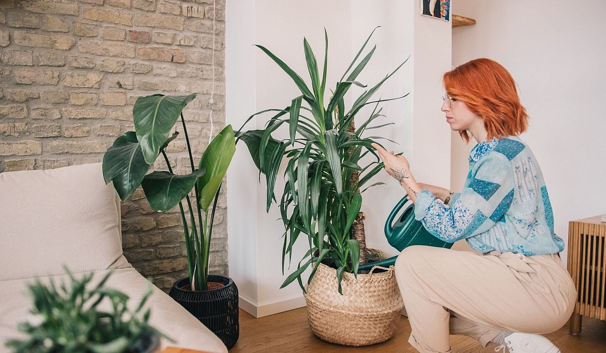 Eine Frau pflegt ihre Zimmerpflanzen - Zacharie Scheurer/dpa-tmn