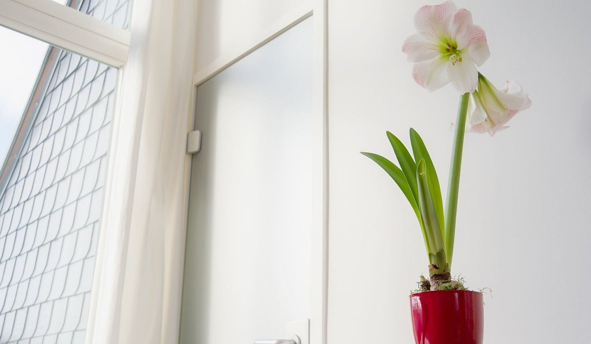 Eine bl&uuml;hende Amaryllis (Hippeastrum-Hybride) - Andrea Warnecke/dpa-tmn