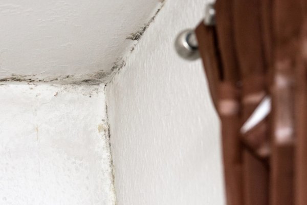 Schimmel ist ein Mietmangel - © Foto: Andrea Warnecke/dpa-tmn