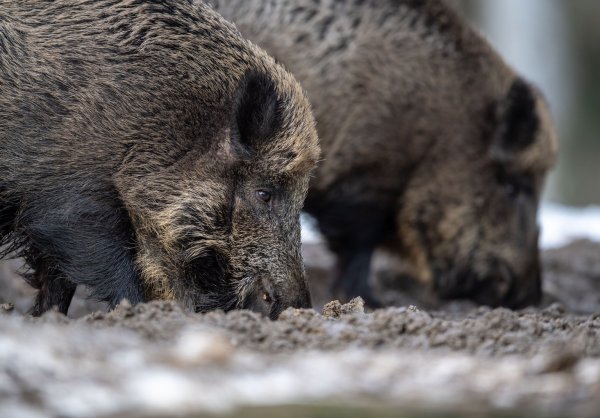 Wildschweine - © Foto: Lino Mirgeler/dpa