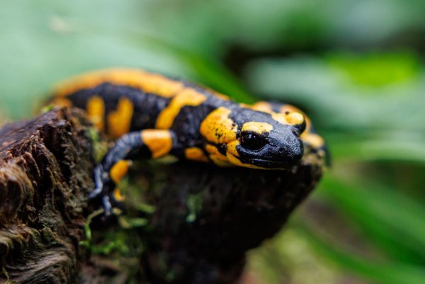 Unter den Amphibien seien die Salamander die am stärksten bedrohte Gruppe. - © Daniel Karmann/dpa