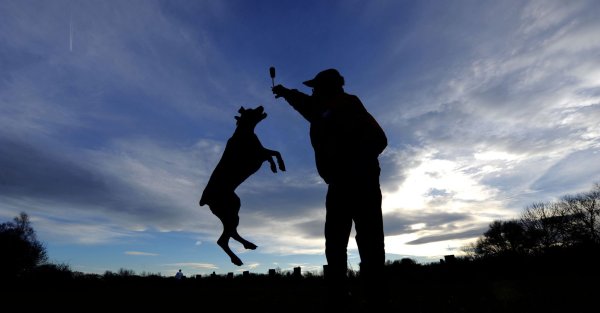 Mehr als die Hälfte der getesteten Hundespielzeuge aus Textil und Gummi sind unbedenklich. - © Peter Steffen/dpa/dpa-tmn