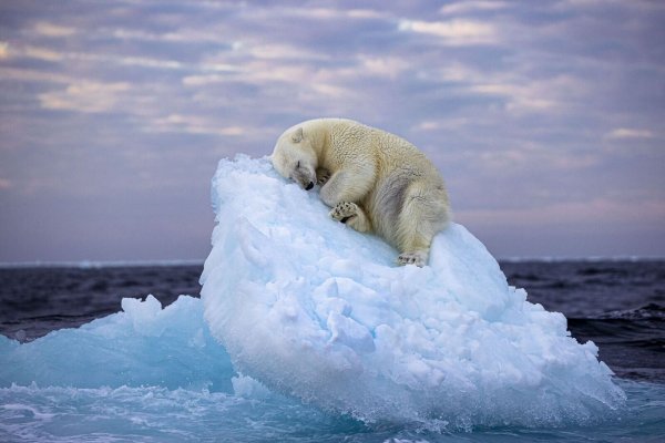 Da muss man schon Eisbär sein, um hier im norwegischen Svalbard-Archipel so gemütlich schlummern zu können. Das Foto von Nima Saikhani hat den Publikumspreis des Wettbewerbs «Wildlife Photographer of The Year» des Londoner Natural History Museums gewonnen. - © Nima Sarikhani/Wildlife Photographer of the Year /PA Media/dpa