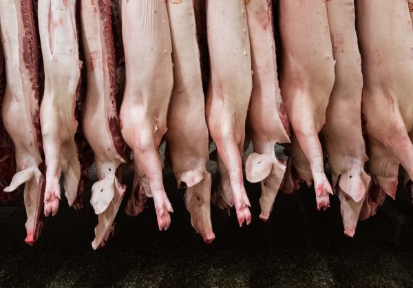 Insgesamt produzierten Schlachtunternehmen 2023 rund 4,2 Millionen Tonnen Schweinefleisch - deutlich weniger als noch 2022. - © Mohssen Assanimoghaddam/dpa