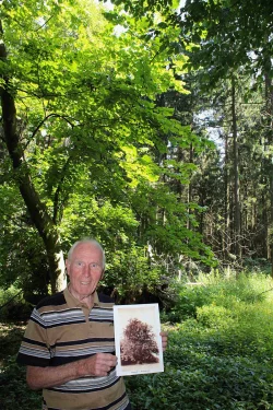 Werner Höltke zeigt ein Foto der Linde, das vor dem Ersten Weltkrieg gemacht worden ist. Hinter ihm liegen die Reste des einst mächtigen Baumes. - © Dohna