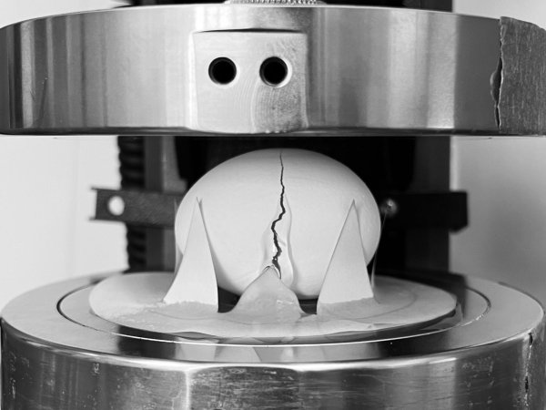 Die Forschenden ließen etliche Eier aus unterschiedlicher Höhe fallen. Außerdem prüften sie mithilfe eines Geräts, wie viel Druck ein Ei in welcher Position aushalten kann. - © al Cohen et al./Scientific Reports /dpa