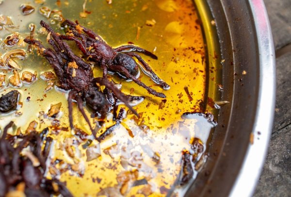 Im Zuge des Klimawandels ist das Essen von Insekten und Spinnen Experten zufolge eine gute Alternative zu den hohen CO2-Emissionen der Fleischproduktion. - © Chris Humphrey/dpa