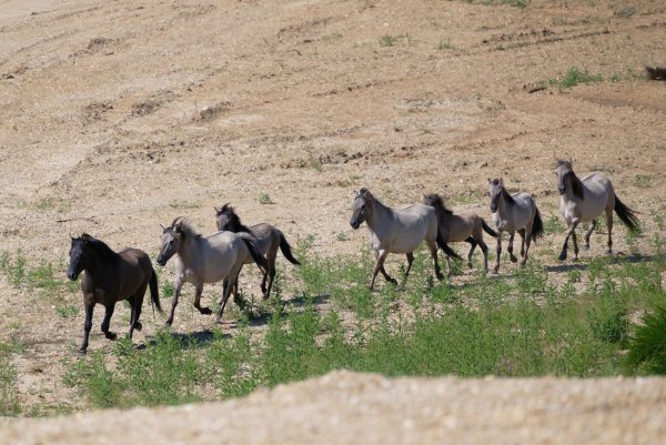 Wildpferde entdecken nach ihrer Auswilderung ihren neuen Lebensraum. - © Henning Kaiser/dpa