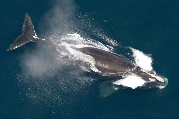 Die Ureinwohner des Makah-Stammes hatten jahreland von der Grauwaljagd gelebt. - © ---/NOAA/AP/dpa