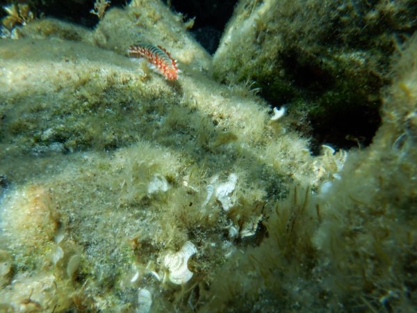 Ein Feuerwurm (Hermodice carunculata) zwischen Korallen im Meer. - © Ivan Gatì/Ozeanographisches und Geophysikalisches Institut in Italien/dpa