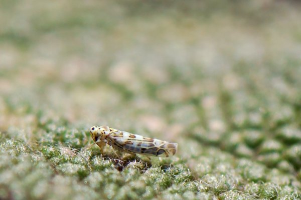 Zikade - © Foto: Andreas Vietmeier/Landwirtschaftskammer Nordrhein-Westfalen