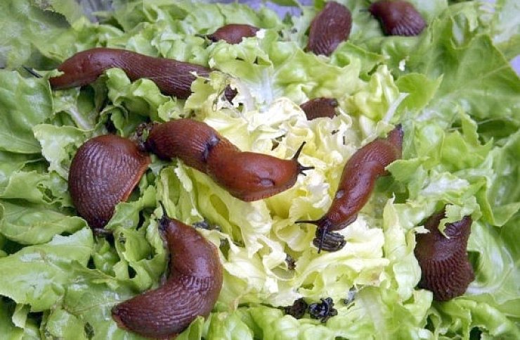 Rote Nacktschnecken machen sich über einen Kopf Salat her. - © FOTO: DPA