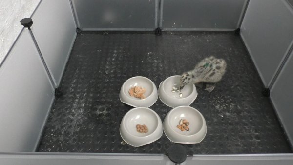 Wer die Wahl hat... entscheidet sich für Fisch! - © Emma Inzani/University of Exeter/dpa