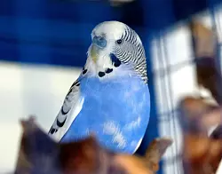 Birdie ist derzeit der einzige Wellensittich am Schutzhof. - © Andreas Frücht