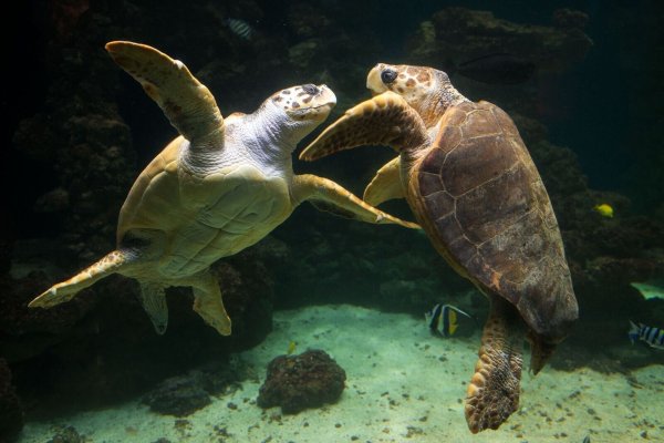 Unechte Karettschildkröten leben in fast allen gemäßigten und subtropischen Regionen des Atlantiks, Pazifiks und Indischen Ozeans sowie im Mittelmeer. (Archivbild) - © picture alliance / dpa