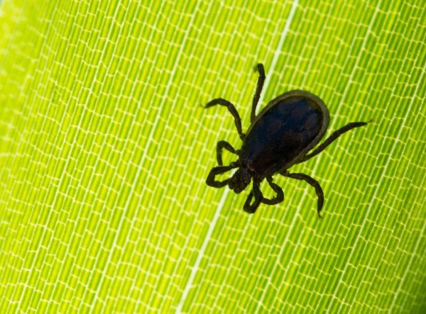 Zecken übertragen am häufigsten die von Bakterien verursachte Borreliose, deren Symptome denen einer Grippe ähneln. - © Patrick Pleul/dpa/dpa-tmn