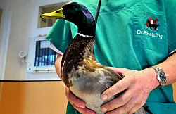 Tierarzt Dr. Peter Hettling hat seinen gefl&uuml;gelten Patienten vom Pfeil befreit. - &copy; FOTO: ANDREAS FR&Uuml;CHT