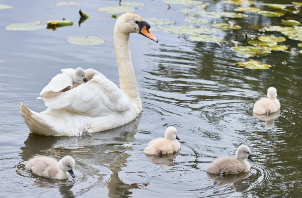 Eine Schwanen-Mutter ist mit ihren drei bis vier Tage alten Schwanenküken an der Außenalster unterwegs. - © Georg Wendt/dpa