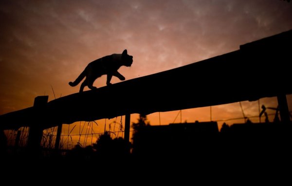 Katzen besitzen einen Stellreflex, der ihnen hilft, sich bei einem Sturz in der Luft zu drehen und auf den Pfoten zu landen. - © Julian Stratenschulte/dpa/dpa-tmn