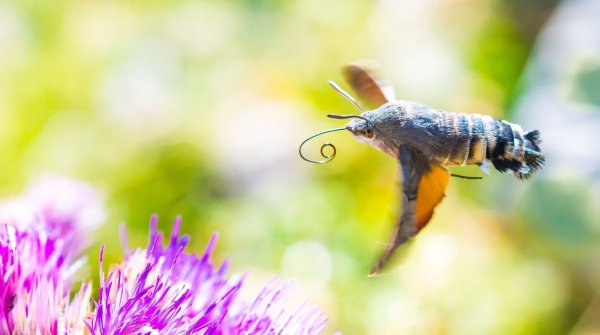 Viele der gen Süden ziehenden Insekten sind bekannte Gartenbewohner - so auch das Taubenschwänzchen. - © Will Hawkes/University of Exeter/dpa