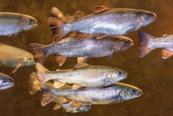 Regenbogenforellen schwimmen in einem Aquarium. - © Jens Büttner/dpa