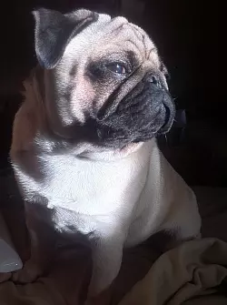 Auf der Stra&szlig;e &uuml;berfahren: Der 15 Monate alte Mops Anton war in 

J&ouml;llenbeck ein kleiner Promi. Immer wieder war er auf dem Motorrad oder 

Gokart seines Herrchens im Ort unterwegs. An Mittwoch, 8. Juli, starb er

vor den Augen seiner Herrchen. - &copy; Privat