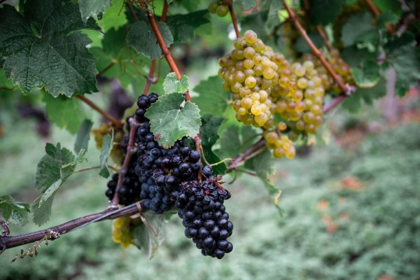 Die Weinernte fällt geringer aus als zu Beginn erwartet. (Archivbild) - © Daniel Vogl/dpa