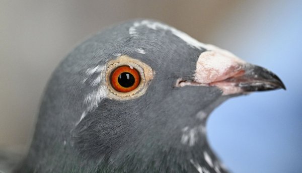 Eine Taube von einem Züchter. - © Bernd Weißbrod/dpa/Symbolbild