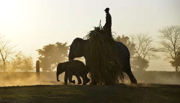 Indische Elefanten - © Foto: EPA/dpa