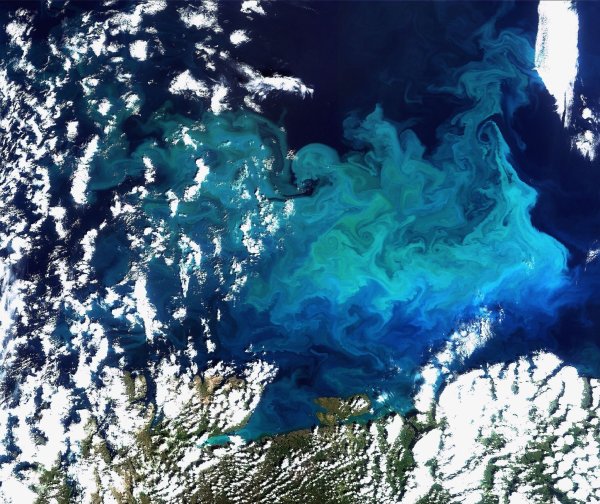 Plankton, aufgenommen vom Satelliten Envisat am 20.08.2009 im Norden Europas(Archivfoto) - © picture alliance / dpa