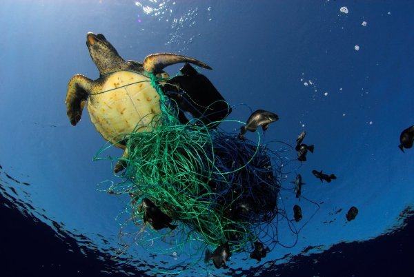 Schildkröte im Fischernetz - © Foto: Marco Care/Greenpeace/dpa
