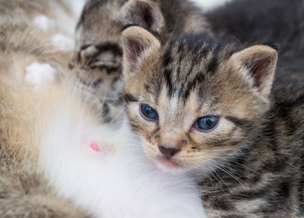 Katzenbabys - © Foto: Patrick Pleul/dpa