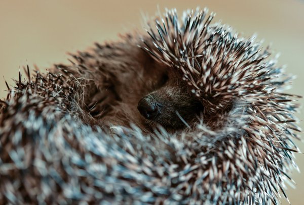 Igel - © Foto: Patrick Pleul/dpa-Zentralbild/dpa