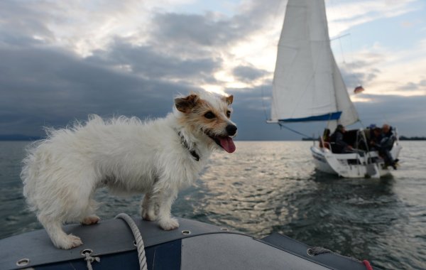 Segeln mit Hund - © Foto: Felix Kästle/dpa