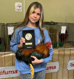 Dana Mertens r&auml;umte mit ihrem rebhuhnfarbig-geb&auml;nderten Zwerg-Plymouth-Rock-Hahn ab. - &copy; Rassegefl&uuml;gelschau in L&uuml;gde