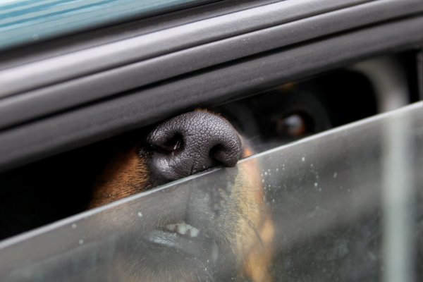 Hunde sicher transportieren - © Foto: Stephan Jansen/dpa