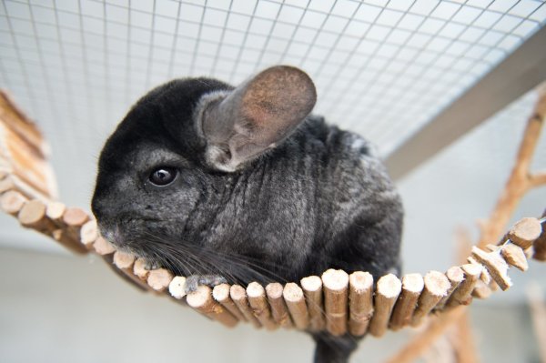 Chinchilla - © Foto: Inga Kjer