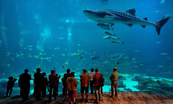 Georgia Aquarium - © Foto: Atlanta CVB